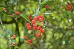 Pyracantha crenulata